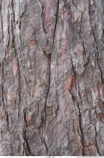 wood tree bark 0001